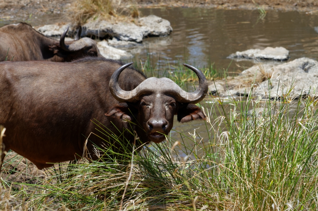 08 - Kruger NP (62).jpg